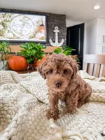 G I N G E R ( Akc toy teddy bear poodle ) , a female Poodle - Toy  for sale in North Ogden, UT – 3 of 10