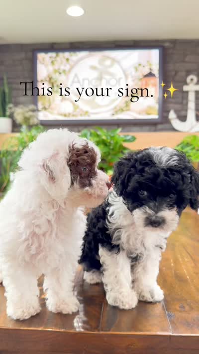 Peppermint , a female Bichpoo for sale in North Ogden, UT – 8 of 8