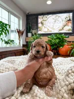 Westley , a male Bichpoo for sale in North Ogden, UT – 4 of 8