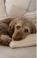 Trained adult mountain doodle , a female Golden Mountain Doodle for sale in North Ogden, UT – 2 of 5