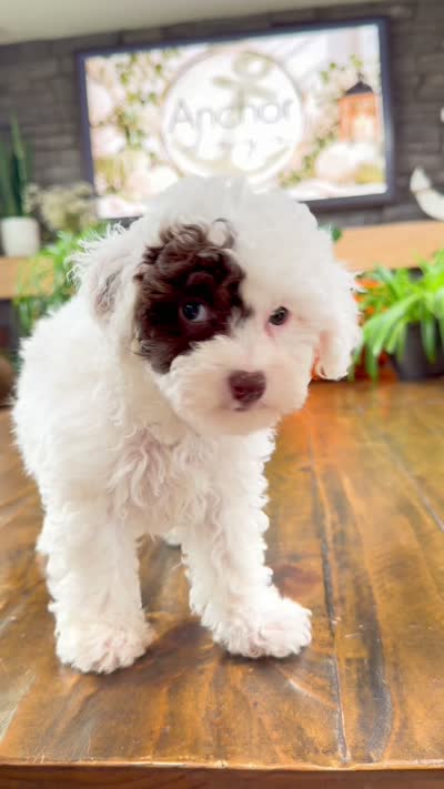 S N O O P Y , a male Bichpoo for sale in North Ogden, UT – 10 of 10