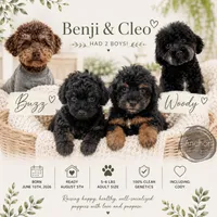 Woody , a male Poodle - Toy  for sale in North Ogden, UT – 4 of 4
