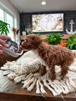 C h a i     ( Akc toy - teddy bear poodle ) , a male Poodle - Toy  for sale in North Ogden, UT – 5 of 6
