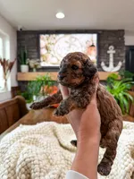 B u t t e r C u p , a female Bichpoo for sale in North Ogden, UT – 4 of 10