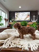G I N G E R ( Akc toy teddy bear poodle ) , a female Poodle - Toy  for sale in North Ogden, UT – 5 of 10
