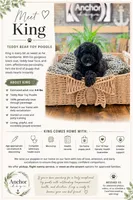 🧸 teddy bear - toy poodles , a male Poodle - Toy  for sale in North Ogden, UT – 2 of 5