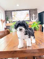 Peppermint , a female Bichpoo for sale in North Ogden, UT – 6 of 8