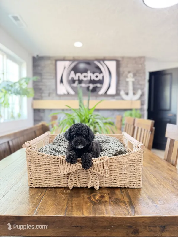 🧸 teddy bear - toy poodles  – Poodle - Toy  puppy for sale in North Ogden, UT