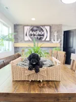 🧸 teddy bear - toy poodles , a male Poodle - Toy  for sale in North Ogden, UT – 1 of 5