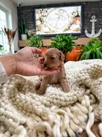 Westley , a male Bichpoo for sale in North Ogden, UT – 2 of 8