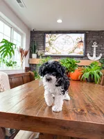 Peppermint , a female Bichpoo for sale in North Ogden, UT – 7 of 8