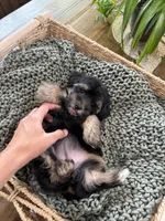Toy size -Health clear- teddy bear Yorkiepoo  , a female Yorkipoo for sale in North Ogden, UT – 5 of 7
