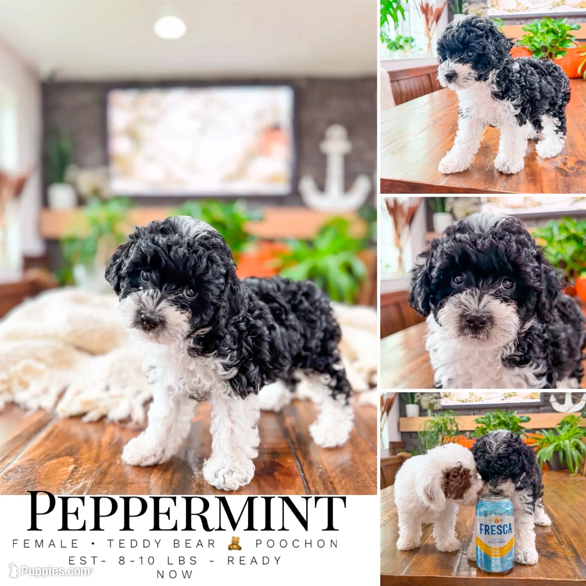 Peppermint , a female Bichpoo for sale in North Ogden, UT – 1 of 8