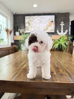 S N O O P Y , a male Bichpoo for sale in North Ogden, UT – 6 of 10