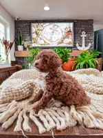 C h a i     ( Akc toy - teddy bear poodle ) , a male Poodle - Toy  for sale in North Ogden, UT – 6 of 6