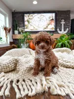 C h a i     ( Akc toy - teddy bear poodle ) , a male Poodle - Toy  for sale in North Ogden, UT – 3 of 6