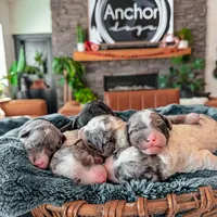 Roly Poly• 10-15 lb , a male Bernedoodle and Miniature Bernedoodle for sale in North Ogden, UT – Photo 4 of 4