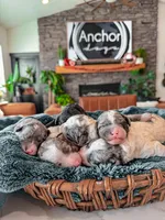 Roly Poly• 10-15 lb , a male Bernedoodle and Miniature Bernedoodle for sale in North Ogden, UT – Photo 4 of 4