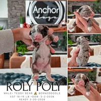 Roly Poly• 10-15 lb , a male Bernedoodle and Miniature Bernedoodle for sale in North Ogden, UT – Photo 1 of 4