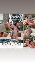 Roly Poly• 10-15 lb , a male Bernedoodle and Miniature Bernedoodle for sale in North Ogden, UT – Photo 1 of 4