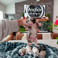 Roly Poly• 10-15 lb , a male Bernedoodle and Miniature Bernedoodle for sale in North Ogden, UT – Photo 2 of 4