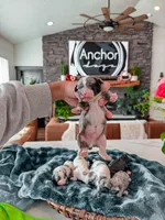 Roly Poly• 10-15 lb , a male Bernedoodle and Miniature Bernedoodle for sale in North Ogden, UT – Photo 2 of 4