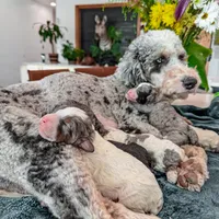 Roly Poly• 10-15 lb , a male Bernedoodle and Miniature Bernedoodle for sale in North Ogden, UT – Photo 3 of 4
