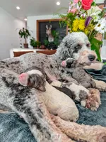 Roly Poly• 10-15 lb , a male Bernedoodle and Miniature Bernedoodle for sale in North Ogden, UT – Photo 3 of 4