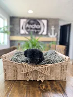 Toy size -Health clear- teddy bear Yorkiepoo  , a female Yorkipoo for sale in North Ogden, UT – 2 of 7