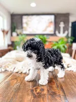 Peppermint , a female Bichpoo for sale in North Ogden, UT – 3 of 8