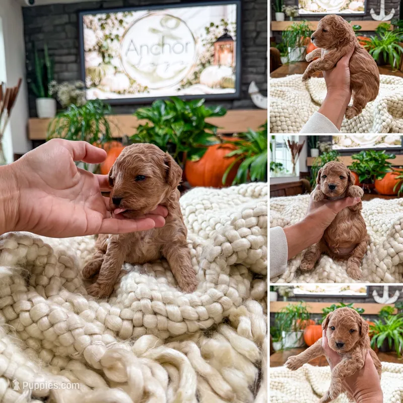 Westley , a male Bichpoo for sale in North Ogden, UT – 1 of 8