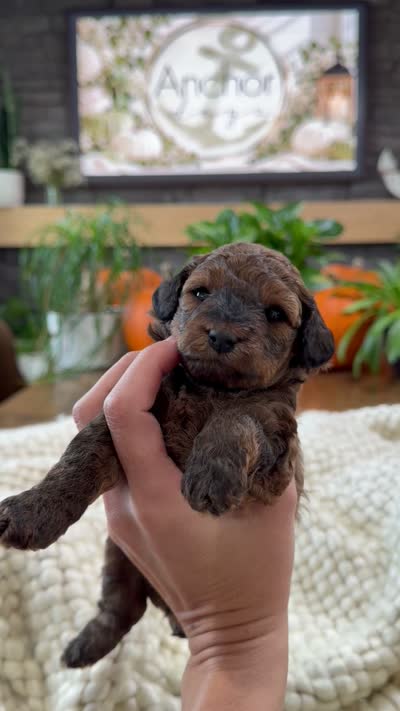 B u t t e r C u p , a female Bichpoo for sale in North Ogden, UT – 10 of 10