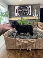 Toy size -Health clear- teddy bear Yorkiepoo  , a female Yorkipoo for sale in North Ogden, UT – 3 of 7