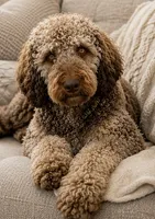 Trained adult mountain doodle , a female Golden Mountain Doodle for sale in North Ogden, UT – 3 of 5