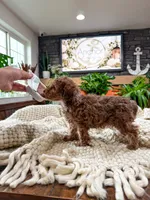 G I N G E R ( Akc toy teddy bear poodle ) , a female Poodle - Toy  for sale in North Ogden, UT – 8 of 10