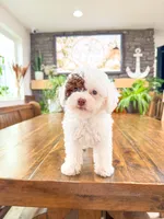 S N O O P Y , a male Bichpoo for sale in North Ogden, UT – 2 of 10