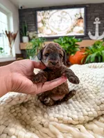 B u t t e r C u p , a female Bichpoo for sale in North Ogden, UT – 2 of 10