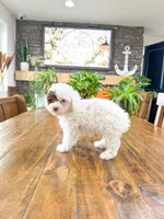 S N O O P Y , a male Bichpoo for sale in North Ogden, UT – 5 of 10