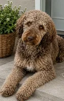 Trained adult mountain doodle , a female Golden Mountain Doodle for sale in North Ogden, UT – 4 of 5