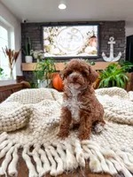C h a i     ( Akc toy - teddy bear poodle ) , a male Poodle - Toy  for sale in North Ogden, UT – 4 of 6
