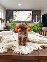 C h a i     ( Akc toy - teddy bear poodle ) , a male Poodle - Toy  for sale in North Ogden, UT – 2 of 6