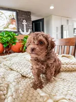 G I N G E R ( Akc toy teddy bear poodle ) , a female Poodle - Toy  for sale in North Ogden, UT – 10 of 10