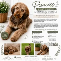Trained adult mountain doodle , a female Golden Mountain Doodle for sale in North Ogden, UT – 5 of 5