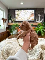 Westley , a male Bichpoo for sale in North Ogden, UT – 3 of 8