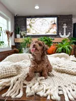 G I N G E R ( Akc toy teddy bear poodle ) , a female Poodle - Toy  for sale in North Ogden, UT – 9 of 10