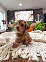 G I N G E R ( Akc toy teddy bear poodle ) , a female Poodle - Toy  for sale in North Ogden, UT – 7 of 10