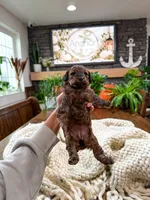 B u t t e r C u p , a female Bichpoo for sale in North Ogden, UT – 6 of 10