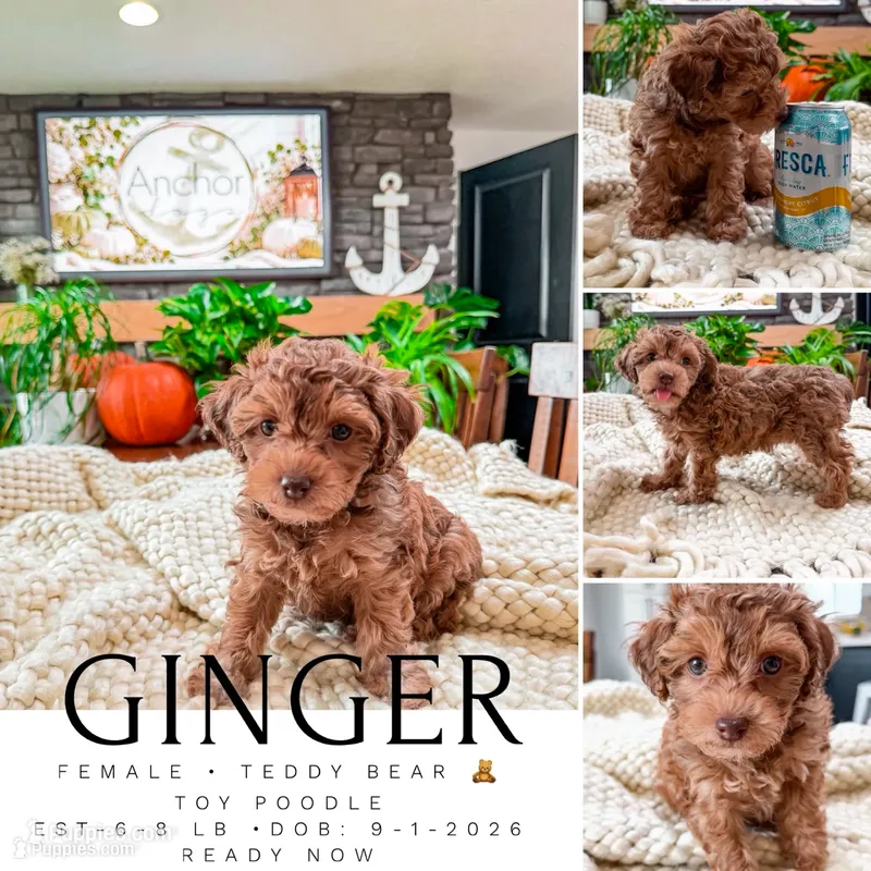 G I N G E R ( Akc toy teddy bear poodle ) , a female Poodle - Toy  for sale in North Ogden, UT – 1 of 10