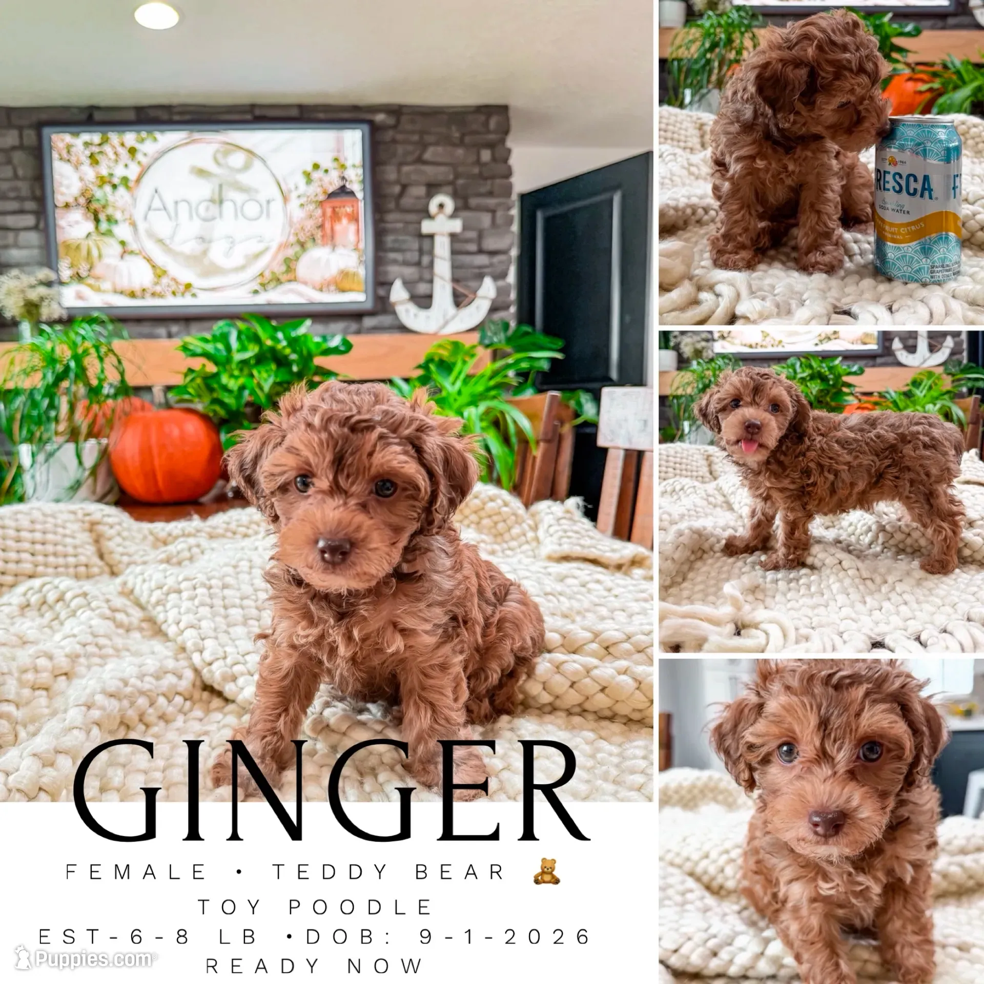 G I N G E R ( Akc toy teddy bear poodle ) , a female Poodle - Toy  for sale in North Ogden, UT – 1 of 10