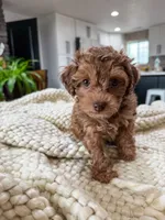 G I N G E R ( Akc toy teddy bear poodle ) , a female Poodle - Toy  for sale in North Ogden, UT – 2 of 10